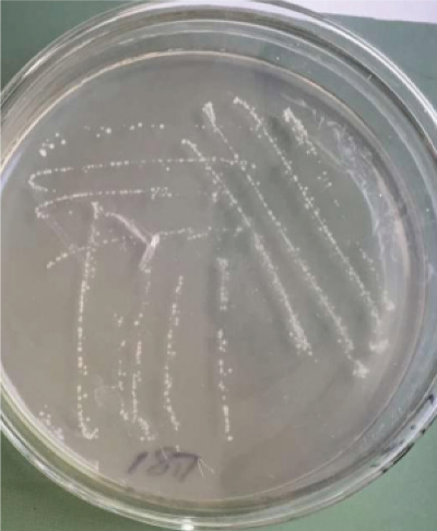 利用鱼虾原料生产富含新型生物刺激剂菌肥的关键技术 (1).jpg