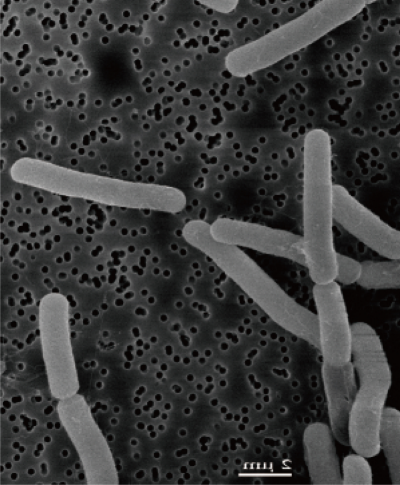 利用鱼虾原料生产富含新型生物刺激剂菌肥的关键技术 (2).jpg